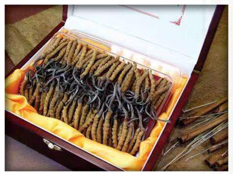 红塔冬虫夏草回收